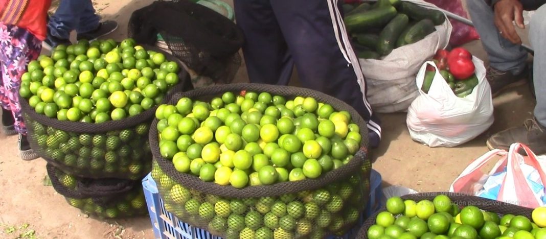 Sullana: productores preocupados por ingreso ilegal de limón colombiano
