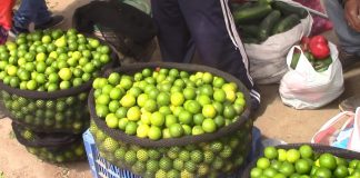 Sullana: productores preocupados por ingreso ilegal de limón colombiano