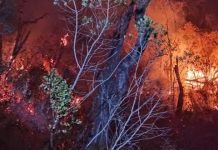 Ayabaca: incendio forestal continúa consumiendo bosque de Aypate y pone en alerta a pobladores