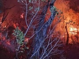 Ayabaca: incendio forestal continúa consumiendo bosque de Aypate y pone en alerta a pobladores