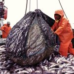 Piura: pescadores de anchoveta anuncian paro para el 12 de setiembre