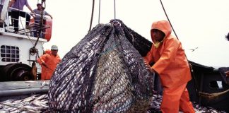 Piura: pescadores de anchoveta anuncian paro para el 12 de setiembre