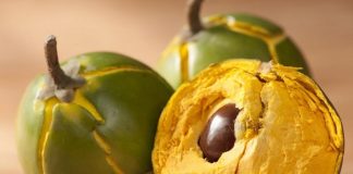 La lúcuma es una de las mejores frutas del mundo según ranking de Taste Atlas.