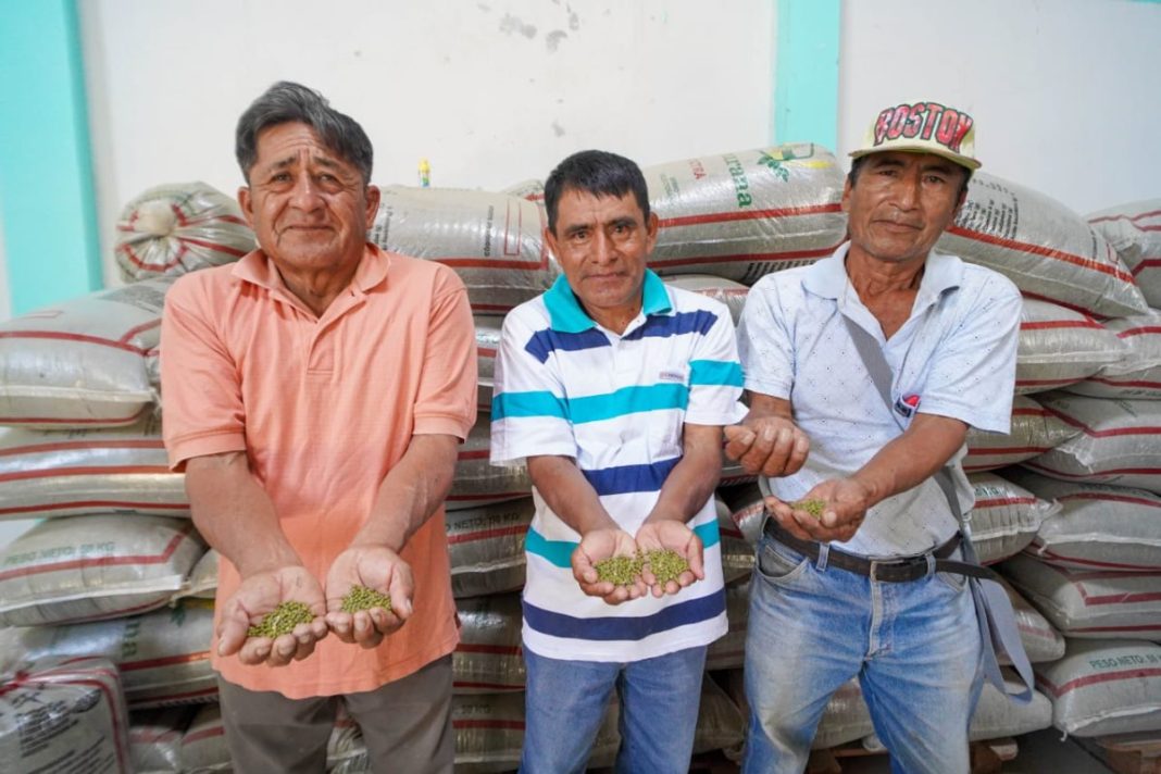 Sechura: agricultores logran histórico primer envío de frijol Loctao a Corea del Sur.