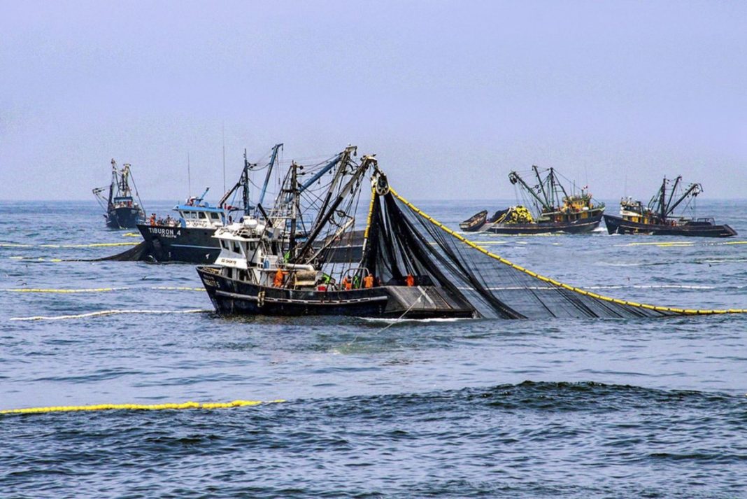 Industriales paralizan pesca de anchoveta y piden atención de Produce.