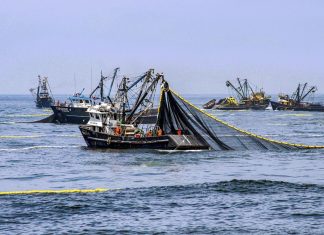 Industriales paralizan pesca de anchoveta y piden atención de Produce.