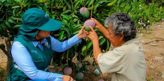 Crisis en el Valle de San Lorenzo: agricultores registran pérdidas de 600 millones en mango y limón