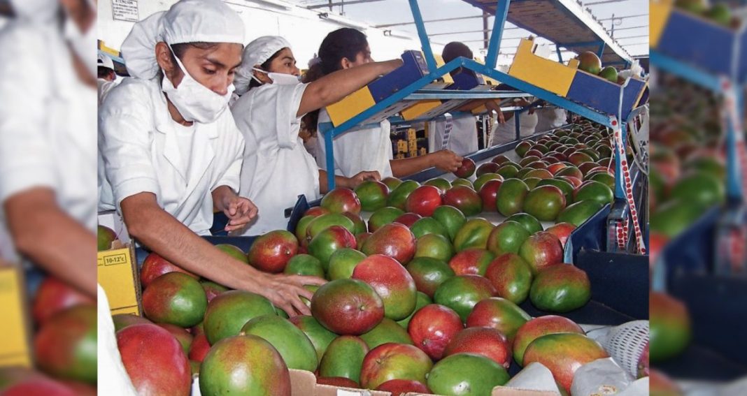 Crisis en el Valle de San Lorenzo: 7 millones de jornales afectados por la baja producción de mango y limón.