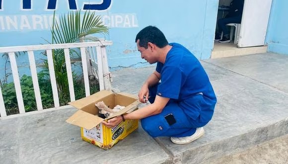 Abandonan a cinco gatitos en centro veterinario de Piura