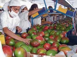 Crisis en el Valle de San Lorenzo: 7 millones de jornales afectados por la baja producción de mango y limón.