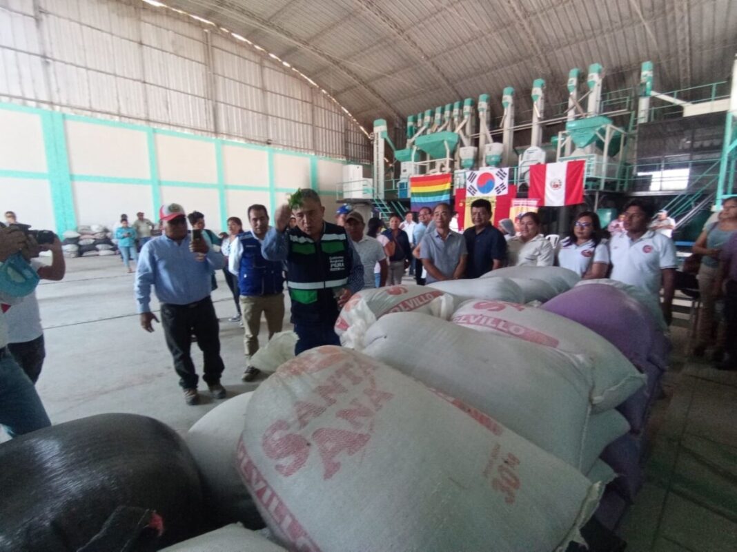 Exportación de frejol lactato dejará S/1.5 millones a agricultores sechuranos