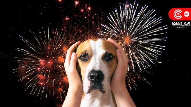 Cómo proteger a tu mascota del estrés por fuegos artificiales en Año Nuevo