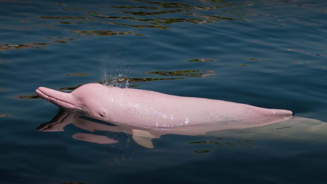 El delfín rosado: conoce seis datos curiosos que no sabías acerca de esta hermosa especie que vive en nuestra Amazonía peruana.