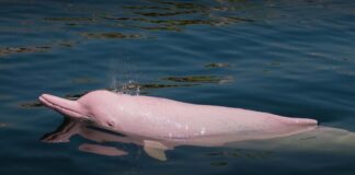 El delfín rosado: conoce seis datos curiosos que no sabías acerca de esta hermosa especie que vive en nuestra Amazonía peruana.