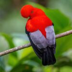 Perú líder mundial de diversidad de aves: desplazamos a Brasil y Colombia