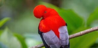 Perú líder mundial de diversidad de aves: desplazamos a Brasil y Colombia
