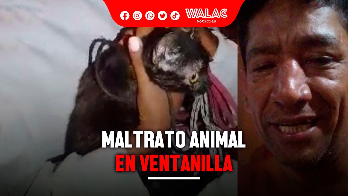 Maltrato animal en Ventanilla: sujeto estuvo torturando a un indefenso gatito