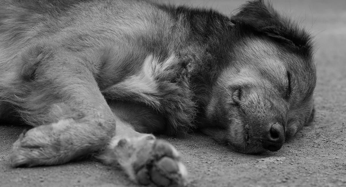 Convocan a plantón por envenenamiento masivo de perros y gatos en la ciudad