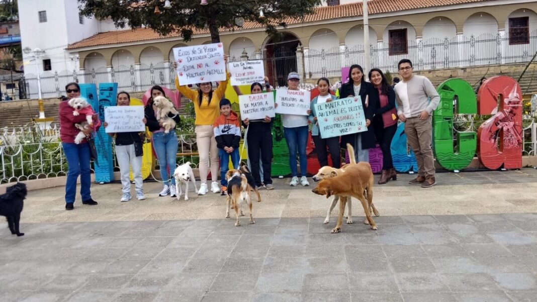 Ayabaca: Envenenamiento masivo acaba con la vida de 17 perros