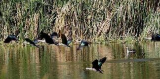 Sullana: proponen que la Laguna de los Patos se convierta en área de conservación privada