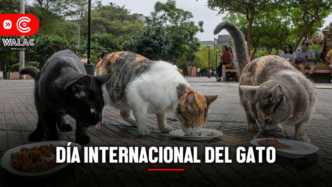 Día Internacional del gato: qué día se celebra y por qué