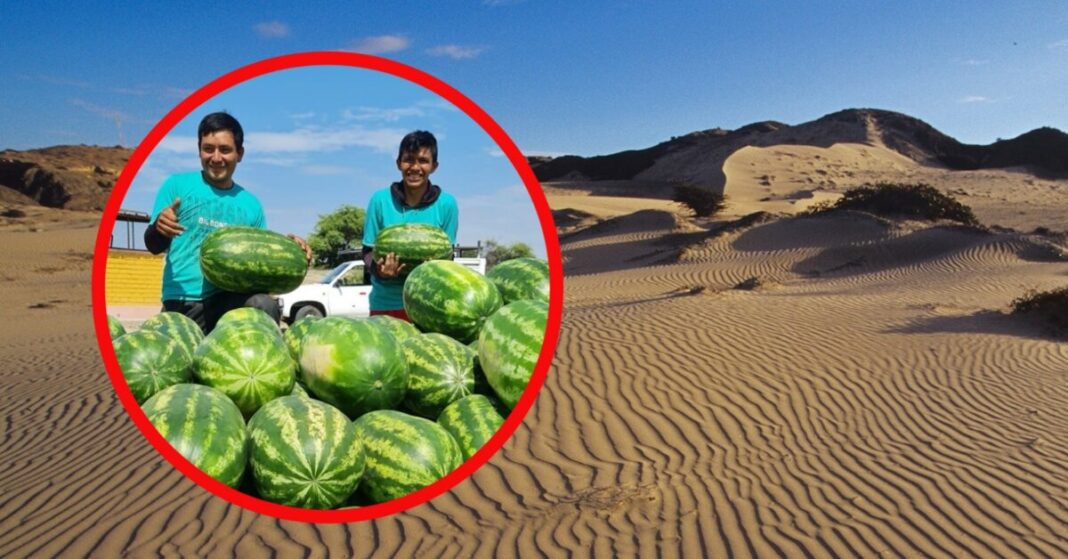 Emprendedores del desierto de Sechura cosechan 23 toneladas de sandía.