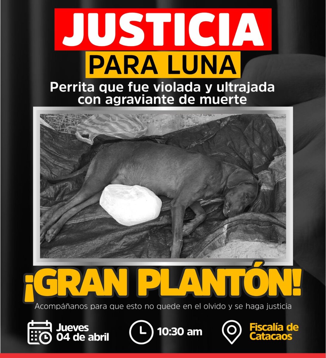 Convocan plantón por caso de maltrato animal en La Unión: Exigen justicia para Luna
