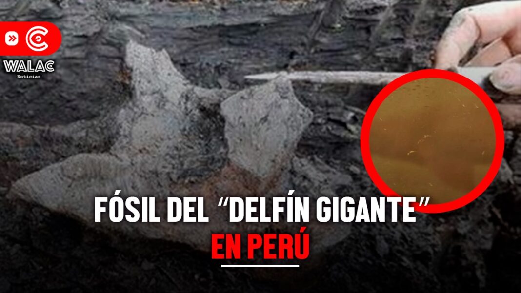 Fósil del ‘delfín gigante’ en Perú fechas, precios de entradas y más detalles sobre este gran descubrimiento