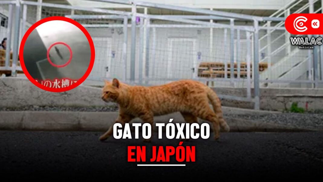 Gato tóxico en Japón ¿por qué es tan peligroso para las personas
