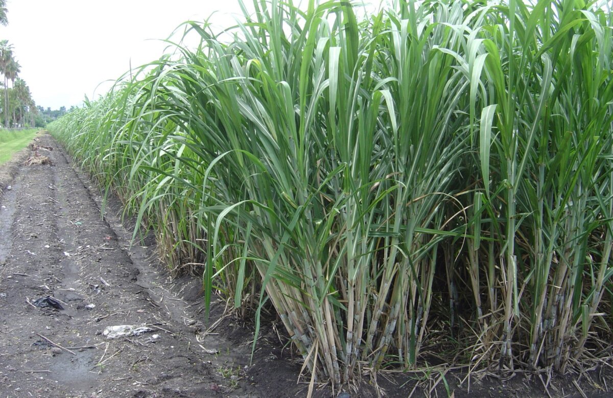 La agroindustria de la caña de azúcar genera 100 mil empleos y beneficia a 20 mil cañicultores.