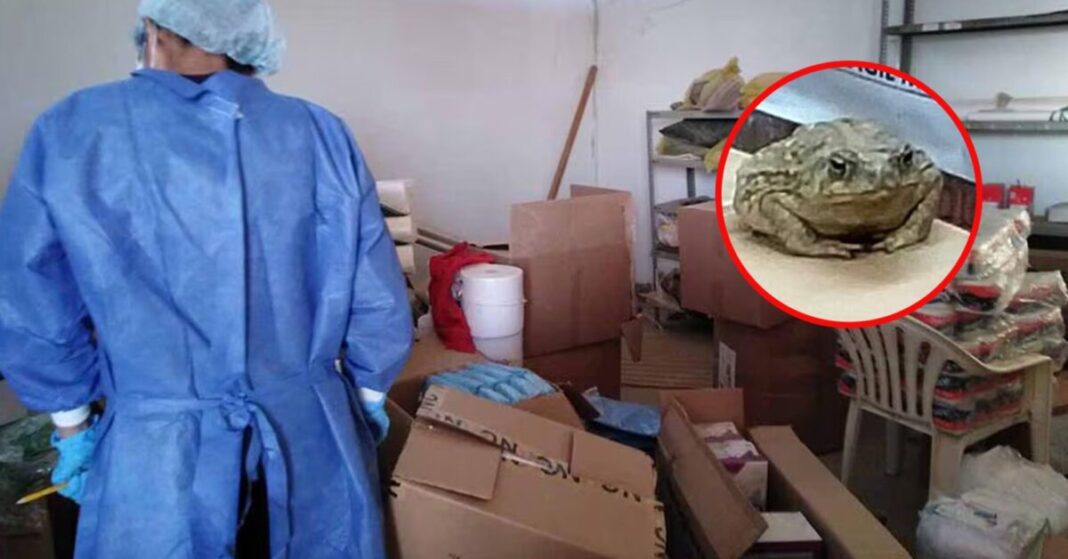 Sullana: Encuentran un sapo en los almacenes de medicamentos del Hospital de Apoyo II