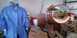 Sullana: Encuentran un sapo en los almacenes de medicamentos del Hospital de Apoyo II
