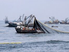Inicia la primera temporada de pesca de anchoveta en la zona norte-centro del país
