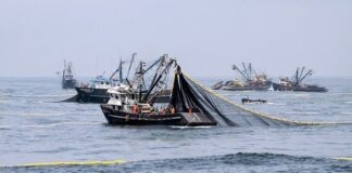 Inicia la primera temporada de pesca de anchoveta en la zona norte-centro del país