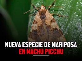Nueva especie de mariposa en Machu Picchu ¿cuál es su nombre y que características tiene