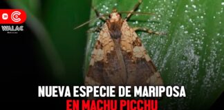 Nueva especie de mariposa en Machu Picchu ¿cuál es su nombre y que características tiene