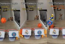 Perrito se vuelve viral luego de predecir los resultados de la Champions League 2024