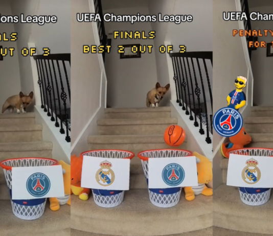 Perrito se vuelve viral luego de predecir los resultados de la Champions League 2024