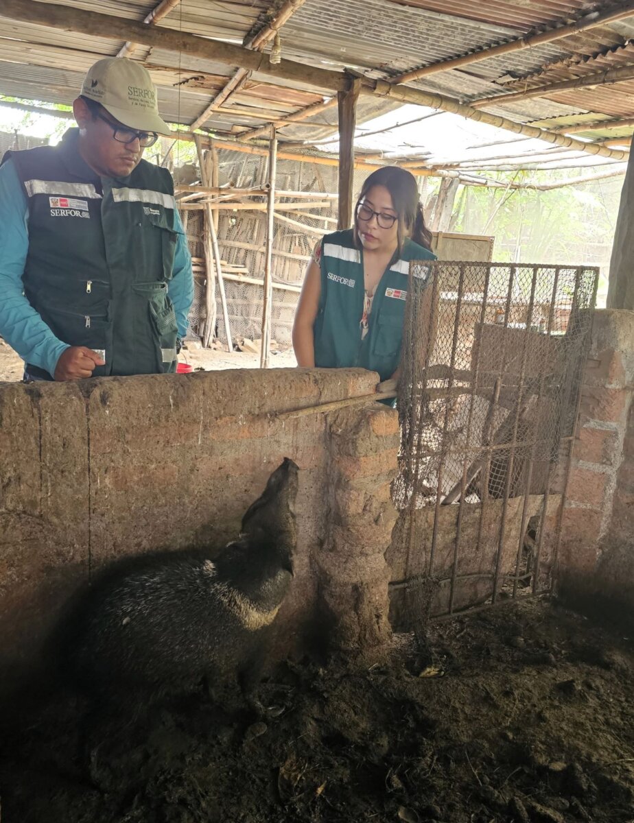 Morropón: Serfor rescata a sajino que fue abandonado en veterinaria. Foto: Serfor.