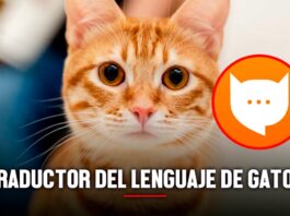 Traductor de gatos conoce la app que te permite entender qué dicen tus felinos
