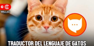 Traductor de gatos conoce la app que te permite entender qué dicen tus felinos