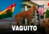 ¡Superó fronteras! Vaguito se estrenará en Bolivia y Estados Unidos