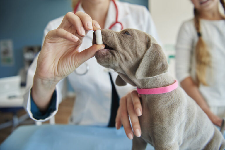 Conoce los medicamentos que podrían dañar a tu perro sin que lo sepas