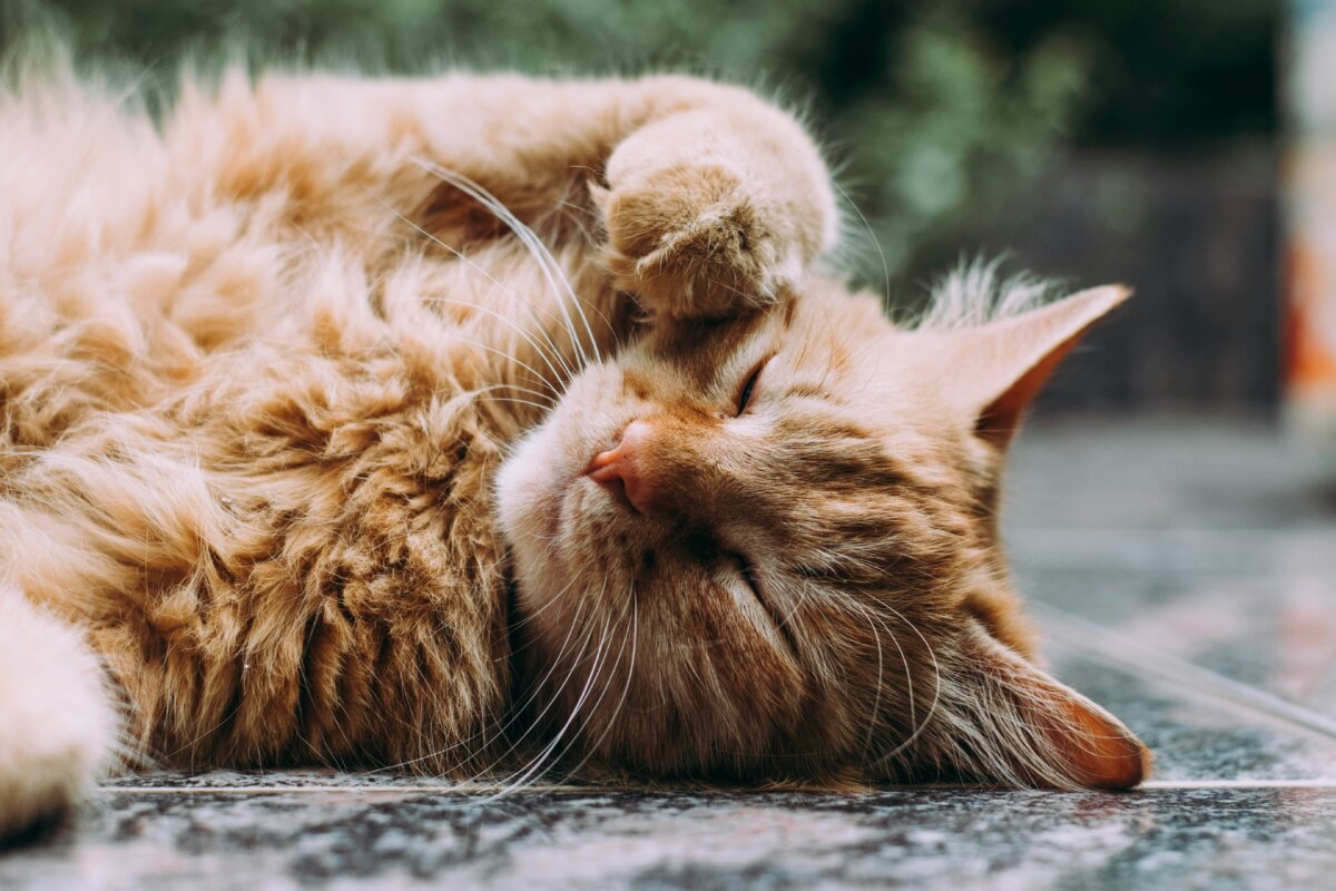 Adoptar un gato