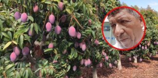Presidente de la Junta de Usuarios del Alto Piura: "Floración del mango no llega ni al 50%".
