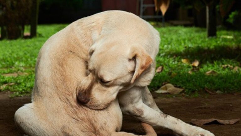 Maneras de proteger a tus mascotas de las picaduras de insectos