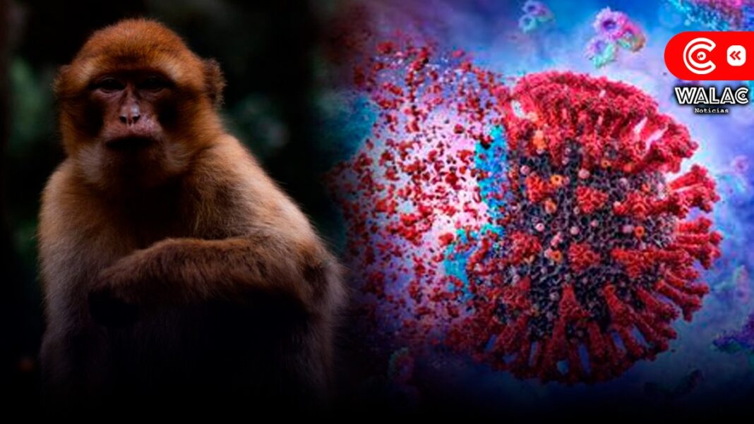 qué es el virus del mono B
