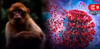 qué es el virus del mono B