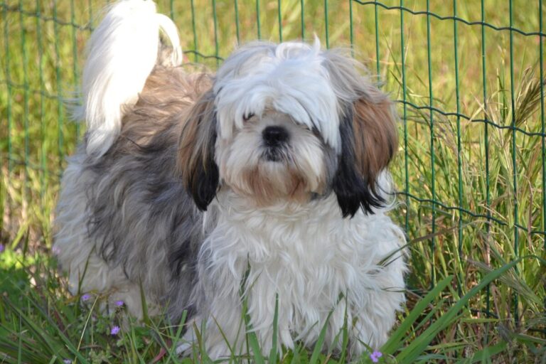 ¿Tienes un Shih Tzu? Conoce los cuidados necesarios para mantenerlo sano