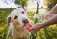 tips para mantener hidratado a mi mascota